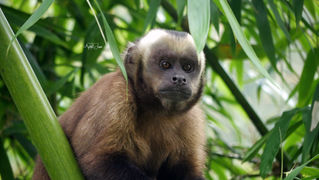 Black Capuchin Monkey | Peru | 2022