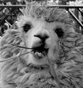 Alpaca | Peru | 2022