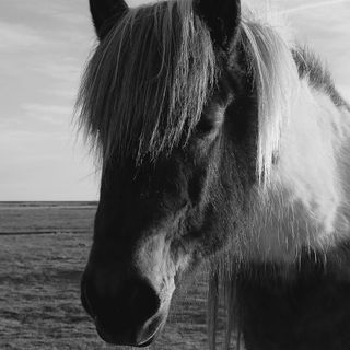 Wildlife Iceland 1.jpg