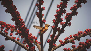 Hummingbird | Peru | 2022