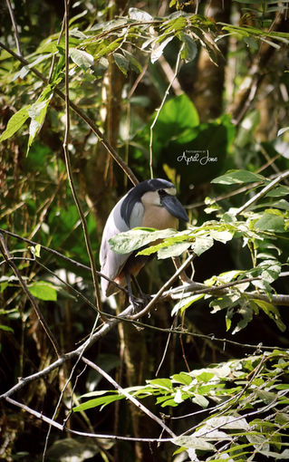 Boat-Billed Heron | Belize | 2022