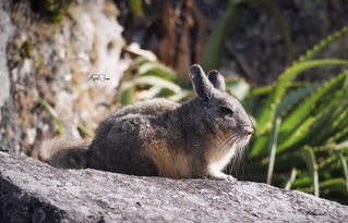 Viscacha | Peru | 2022