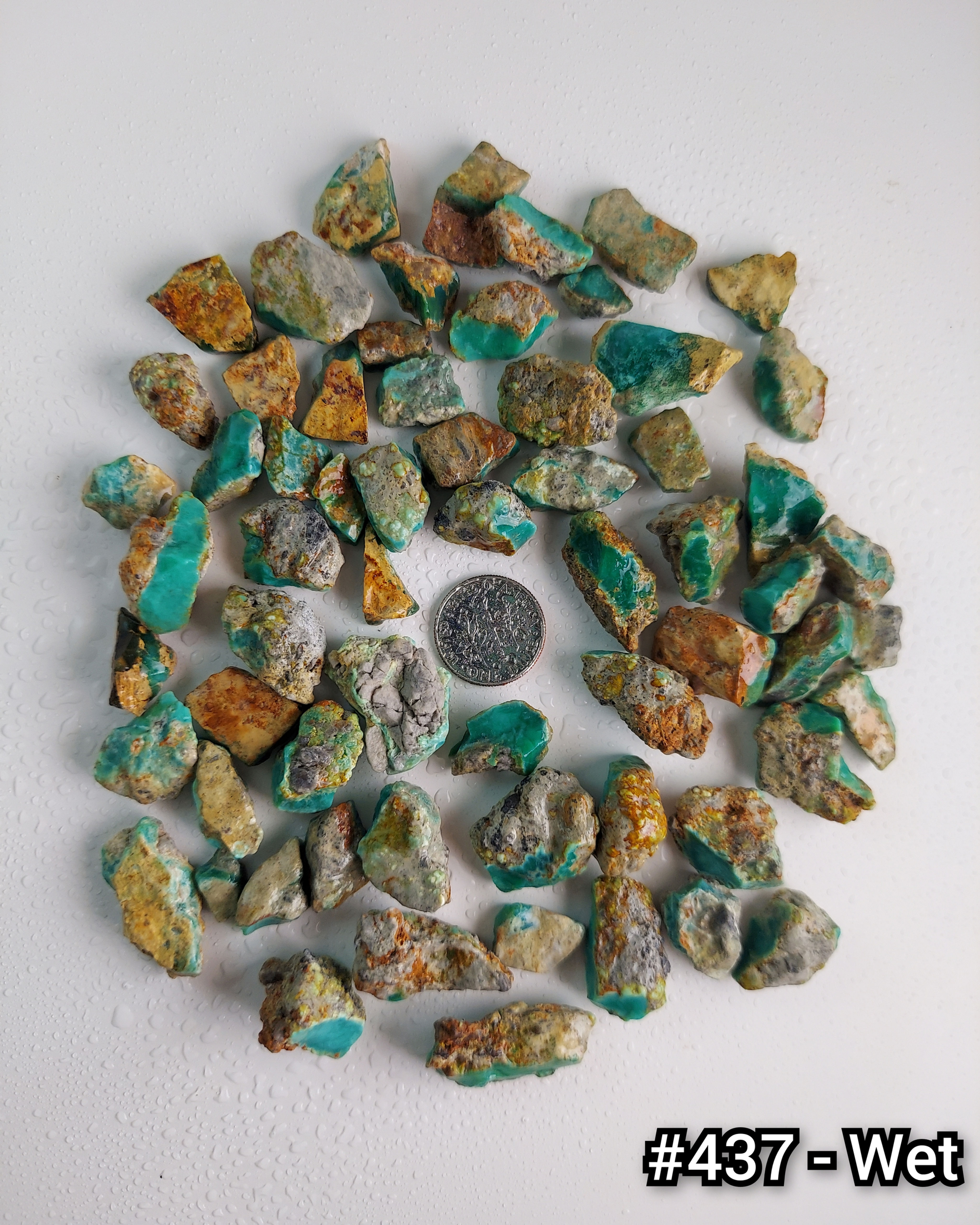 Siren Storm Variscite - Rough #437