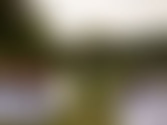 Backyard micro wedding photographed in true to color by Maddie from Spirited Sage Photography out of Baldwin, WI. Serving Minnesota and Wisconsin