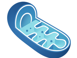 ミトコンドリア