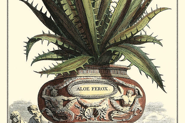 SUR LES ARBRES ET LES PLANTES