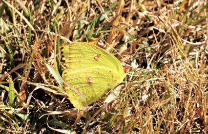 BICHOS - BESTIOLES - BUGS