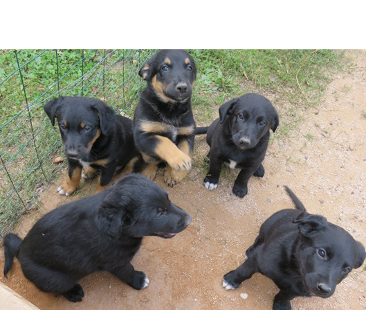 Petit chien deviendra grand ! content media