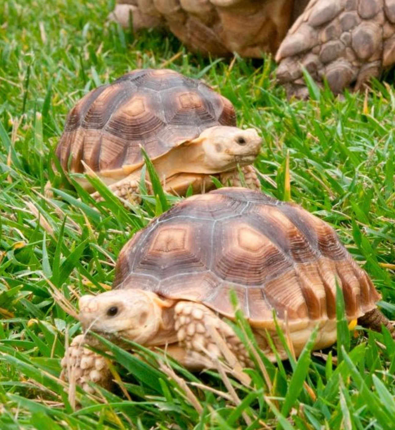  Sulcata Tortoise 6 Months