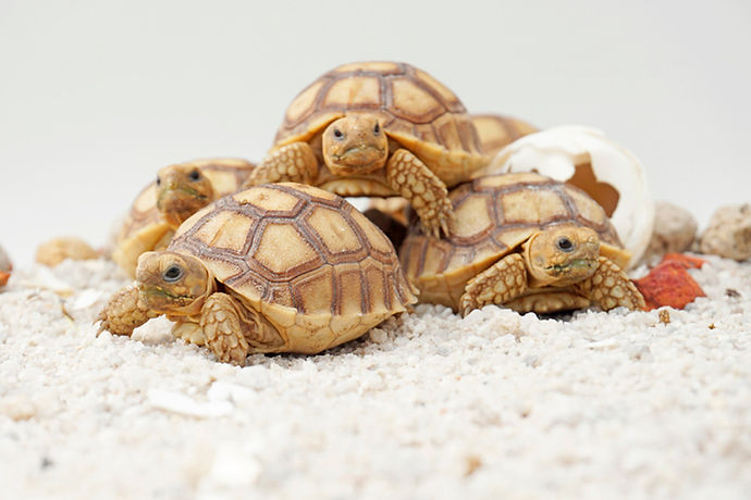 baby-sulcata-tortoises.jpg