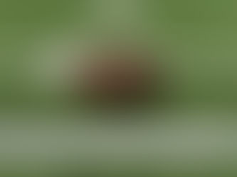 '25 Football Playoffs Outlook