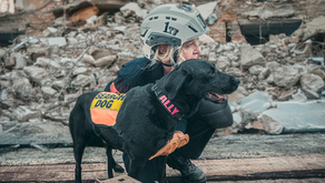 Lives Saved: The Real Impact of SAR Canines
