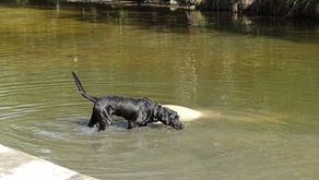 Why Dogs Outperform Every Other Search Method