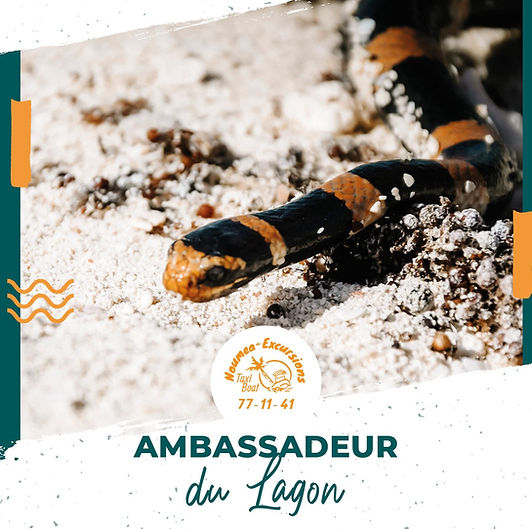 ambassadeurs du lagon noumea excursions taxi boat