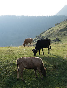 P1400818_edited.jpg