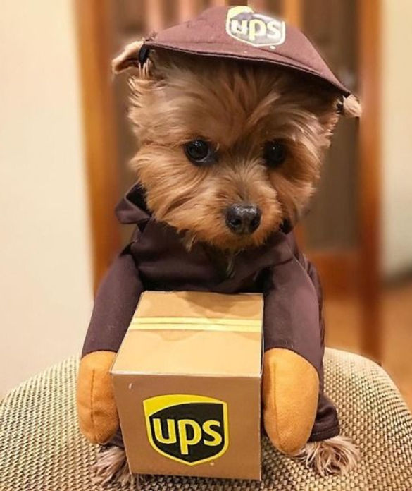yorkie ups.jpg