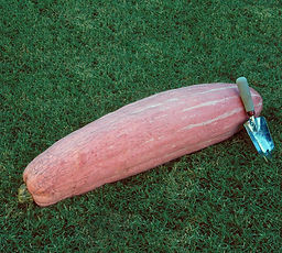 1880054_PINK_BANANA_JUMBO.jpg
