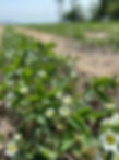 2024-fleurs.jpg