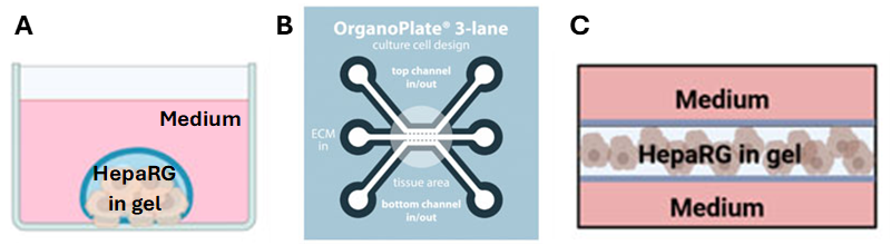 HepaRG culture setups under static and dynamic conditions.