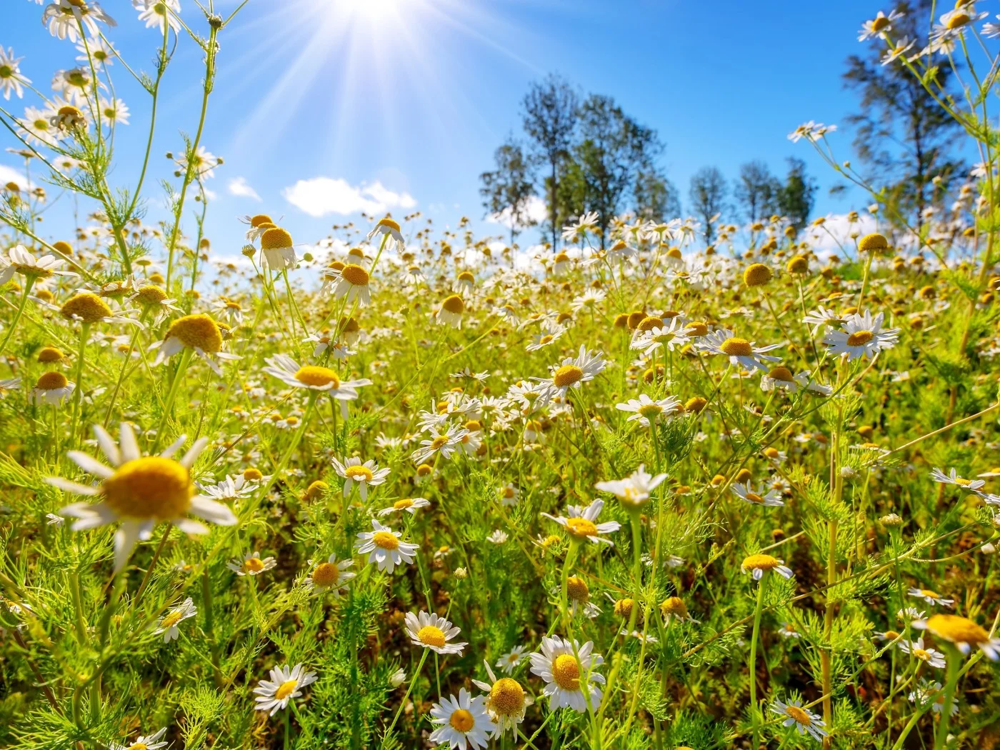 poemas-de-la-primavera-og.webp