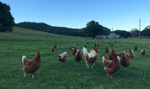 Chickens_OLD_E1.jpg