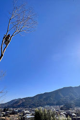 伐採,樹木,庭木,芝生,管理,メンテナンス,山梨,山中湖