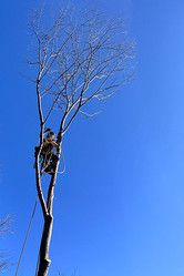 伐採,樹木,庭木,芝生,管理,メンテナンス,山梨,山中湖