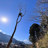 伐採,樹木,庭木,芝生,管理,メンテナンス,山梨,山中湖