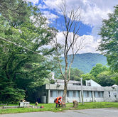 伐採,樹木,庭木,芝生,管理,メンテナンス,山梨,山中湖