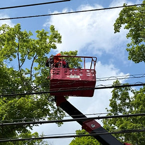 伐採,樹木,庭木,芝生,管理,メンテナンス,山梨,山中湖