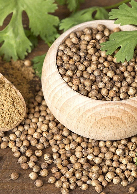 edible-gardening-101-harvesting-coriander-seeds-2-corriander-seeds-leaves-powder_1200x1200