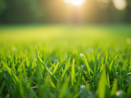 Transform Your Lawn with Our Expert Care Services