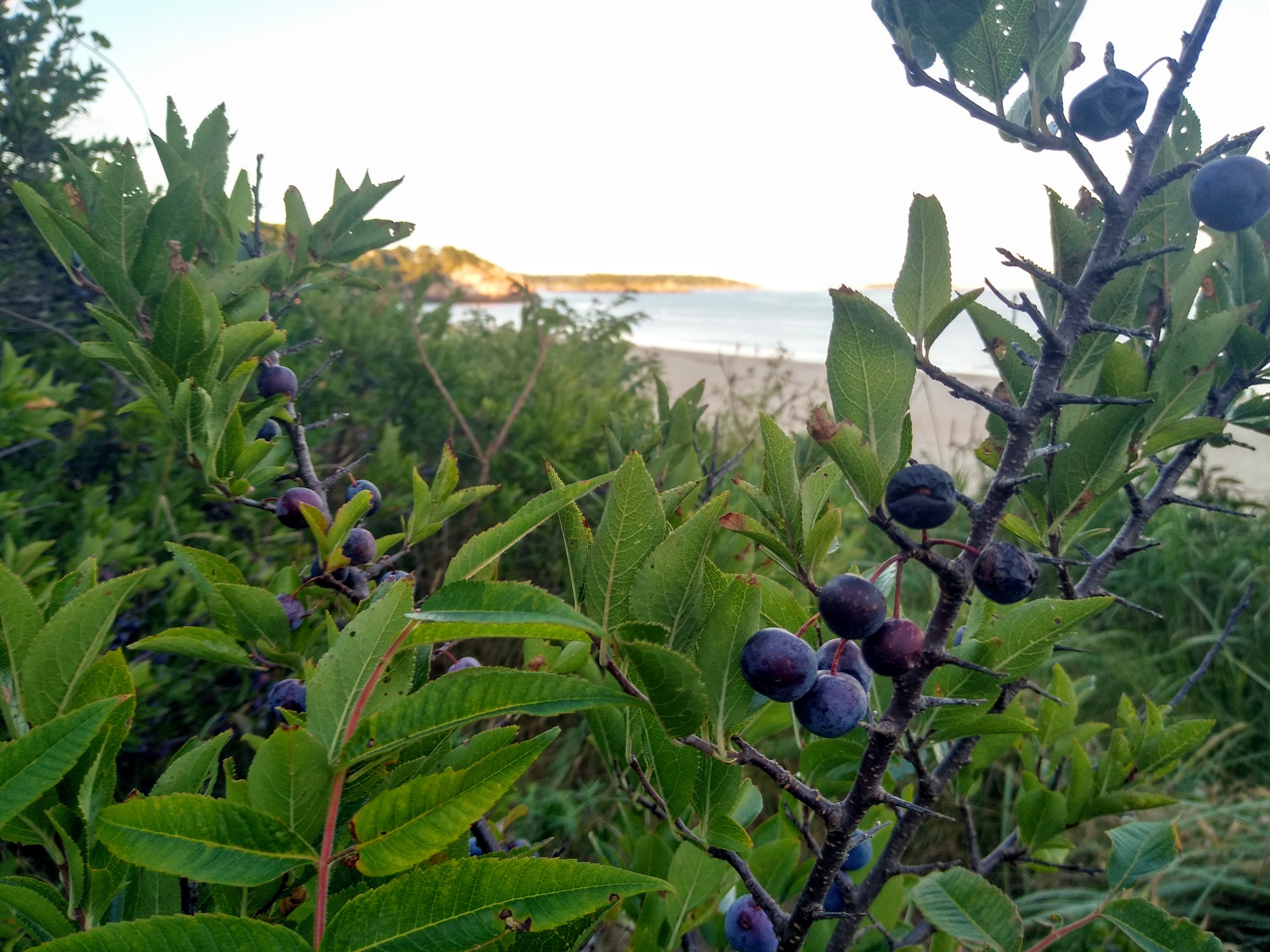 Beach Plum: Prunus maritima