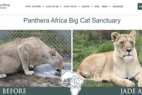 Big Cat_edited_edited.jpg