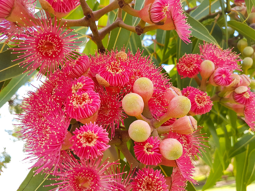 Silver Princess again in Full Bloom