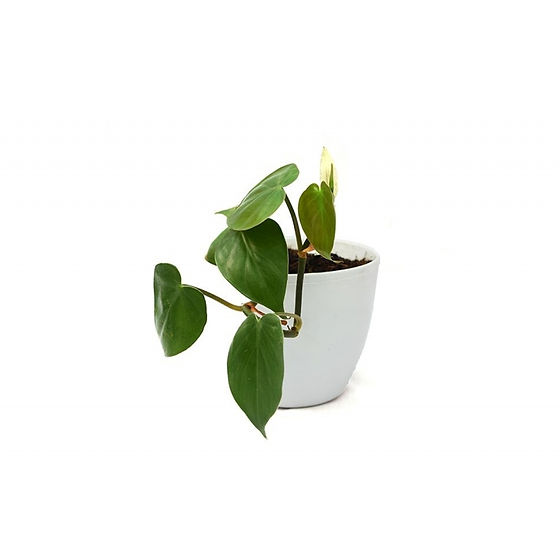 Money plant price 2025