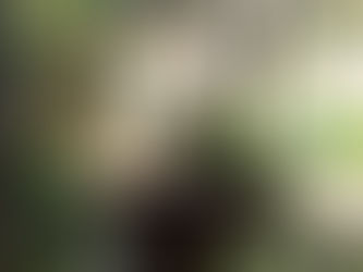 Small fountain with water flowing from it surrounded by greenery.  