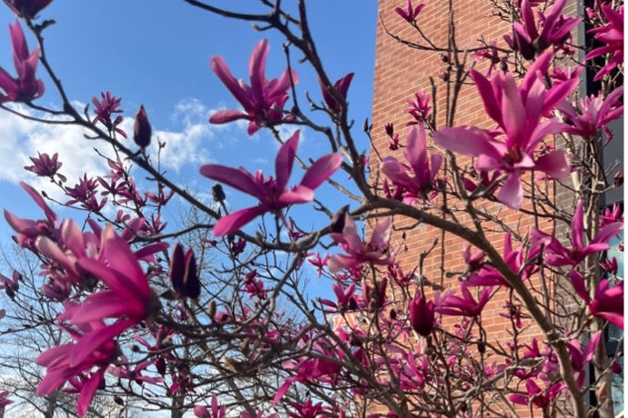 Pink magnolia flowers bloom on branches against a bright blue sky and a red brick wall, capturing a vibrant and lively spring scene.