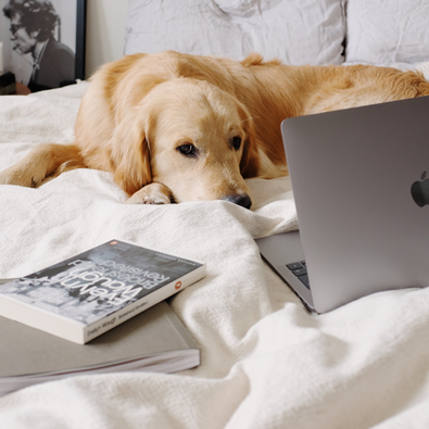 A dog sleepy on the bed with a laptop and books