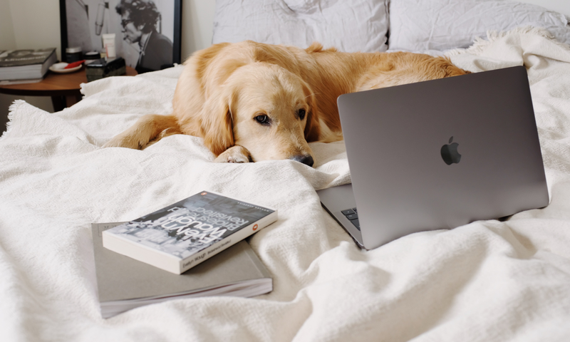 Dog laying on bed in front of computer and books