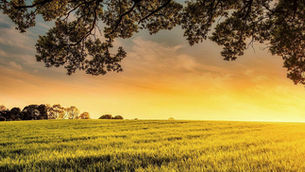 Acciones desde Laudato Si’