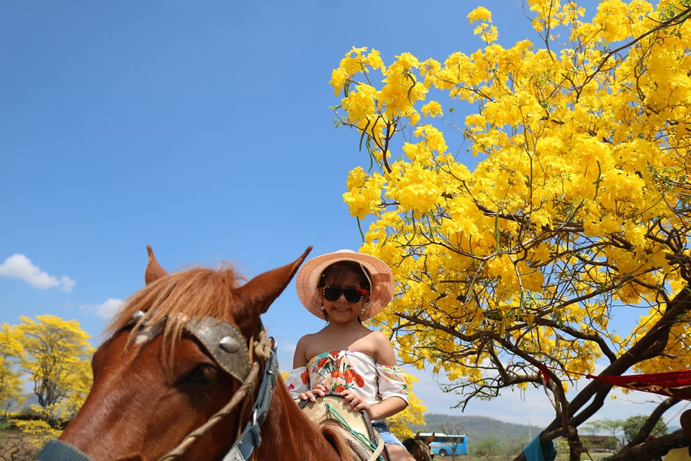 Miniatura: Full Day: Florecimiento Guayacanes - Colimes.
