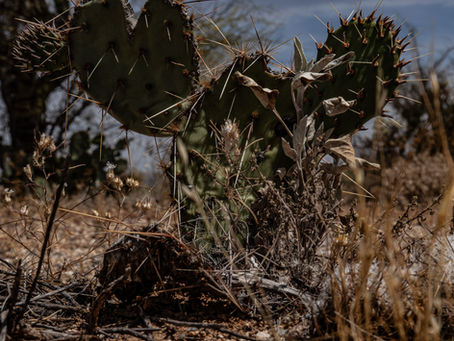Saguaro 🌵 The Promised Land