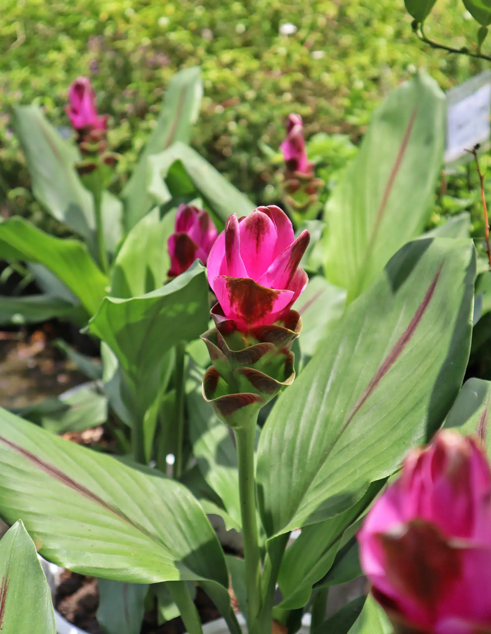 Khương hoàng lan Tulip xiêm