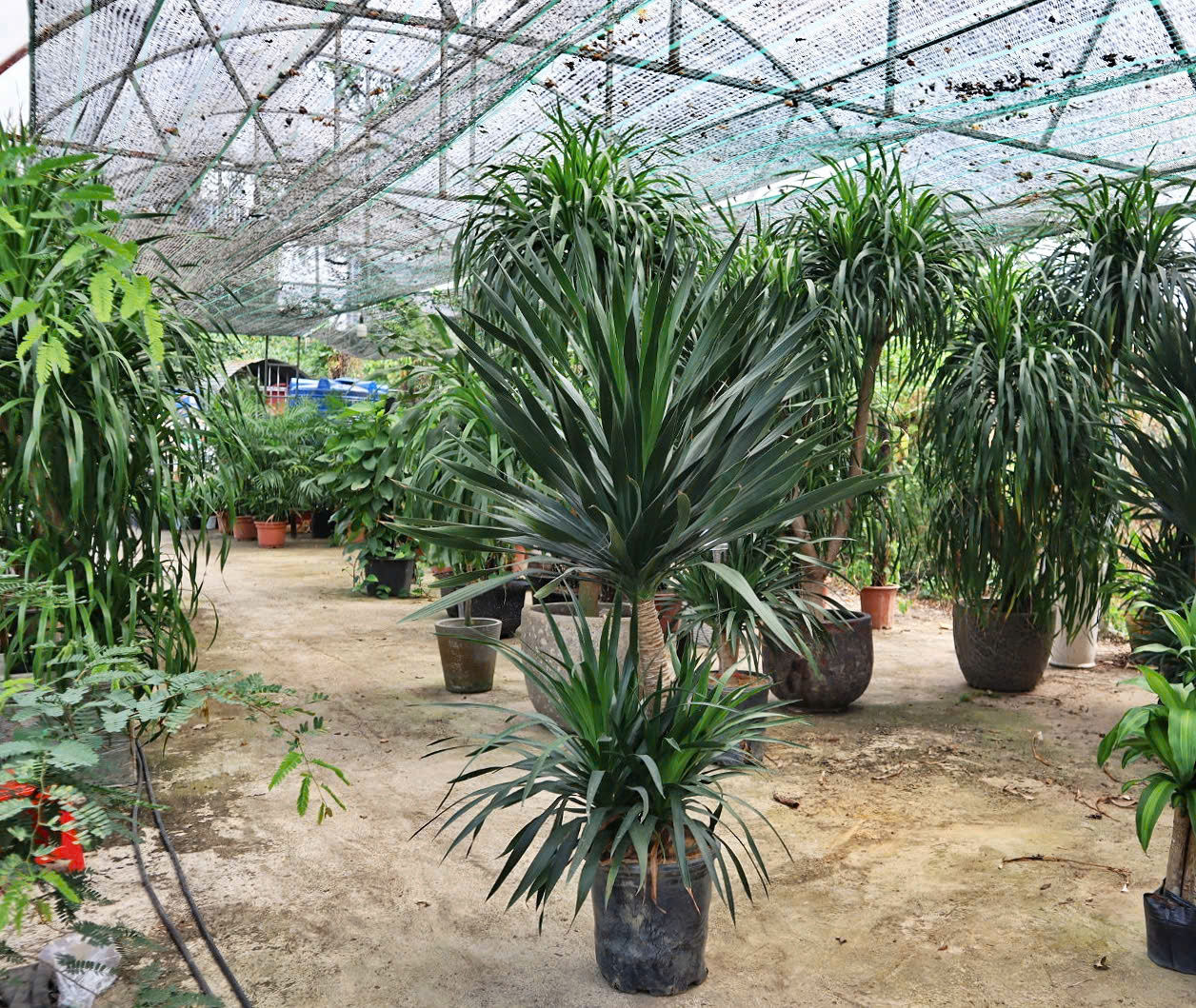Phát tài núi (Dracaena Draco)
