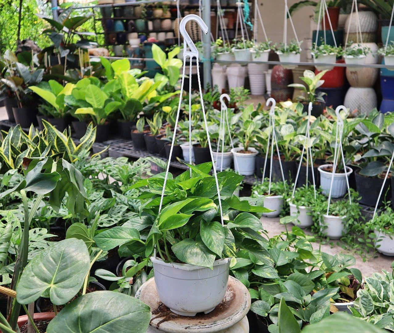 Trầu bà xanh treo vừa