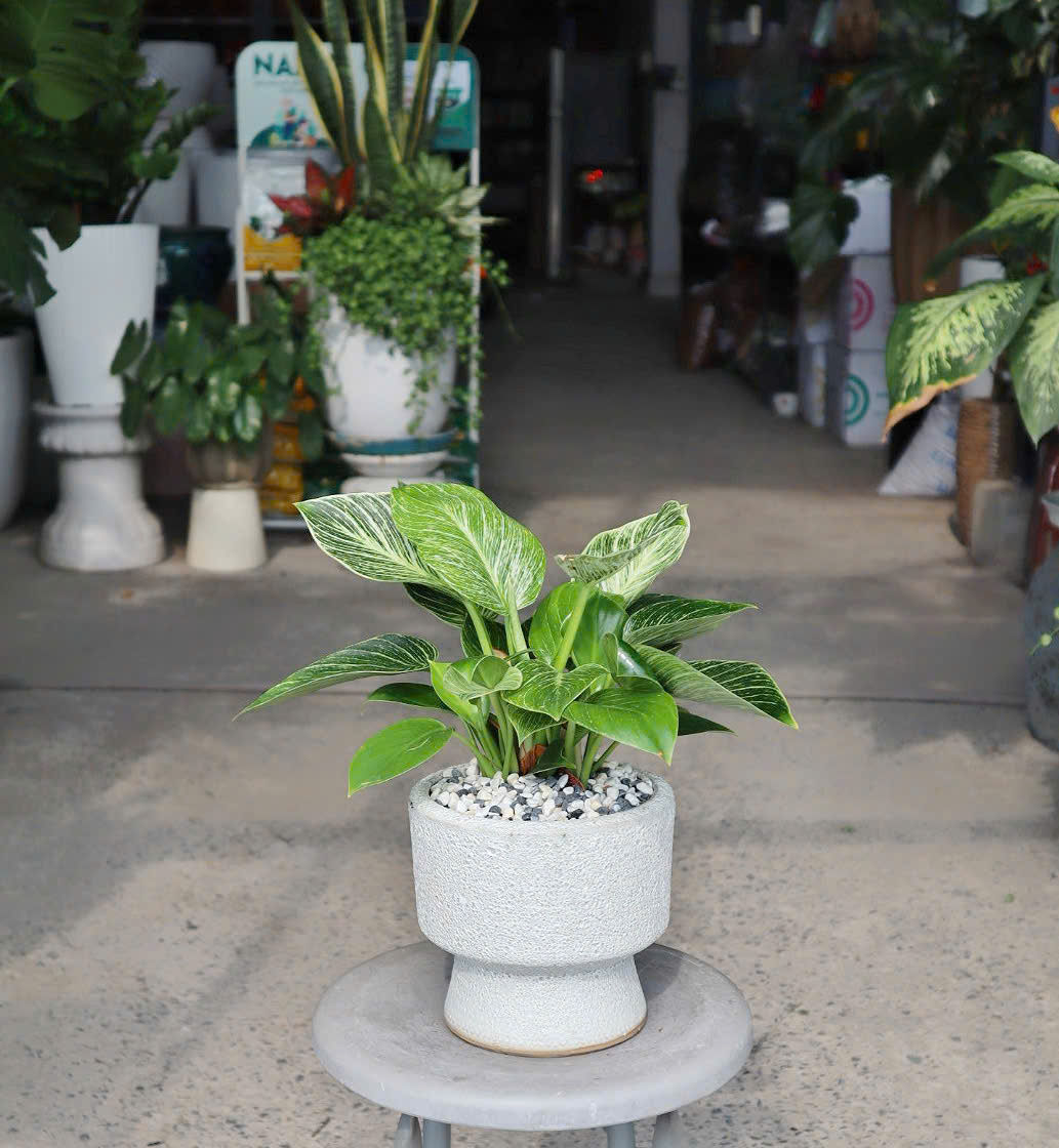 Set Đế Vương Kim Cương
