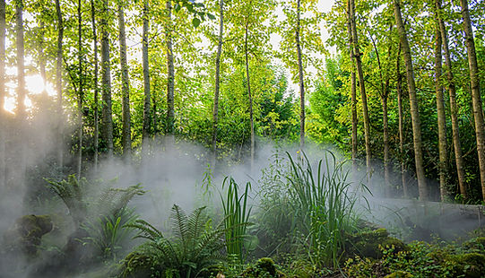 06 2025 Explorer la forêt