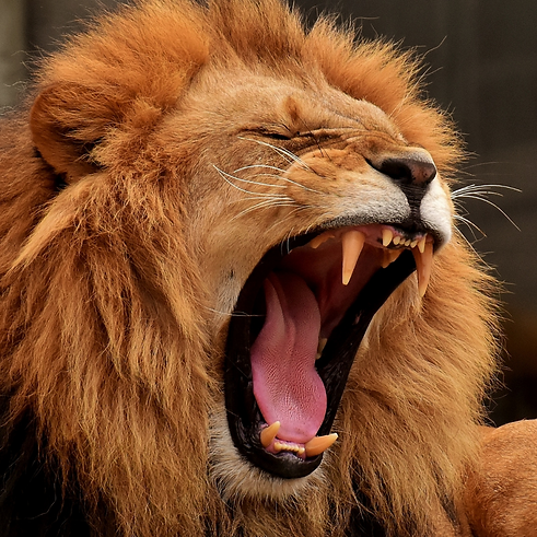 lion qui rugit.png
