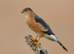 Cooper's+Hawk+Binu+John.jpg